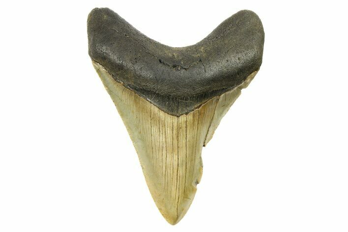 Fossil Megalodon Tooth - North Carolina #298925